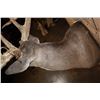Image 8 : XL Typical 15-Point WHITETAIL DEER Wall Pedestal Mount