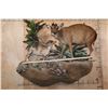 Image 10 : Life-sized BLUE DUIKER with a Life-sized PETER'S DUIKER on a Decorative Wall Base