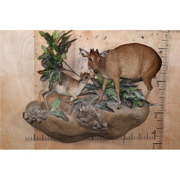 Life-sized BLUE DUIKER with a Life-sized PETER'S DUIKER on a Decorative Wall Base