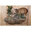 Image 1 : Life-sized BLUE DUIKER with a Life-sized PETER'S DUIKER on a Decorative Wall Base