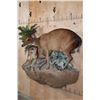 Image 2 : Life-sized BLUE DUIKER with a Life-sized PETER'S DUIKER on a Decorative Wall Base