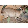 Image 4 : Life-sized BLUE DUIKER with a Life-sized PETER'S DUIKER on a Decorative Wall Base