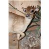 Image 5 : Life-sized BLUE DUIKER with a Life-sized PETER'S DUIKER on a Decorative Wall Base