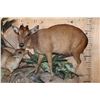 Image 6 : Life-sized BLUE DUIKER with a Life-sized PETER'S DUIKER on a Decorative Wall Base
