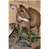Image 7 : Life-sized BLUE DUIKER with a Life-sized PETER'S DUIKER on a Decorative Wall Base