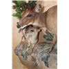 Image 8 : Life-sized BLUE DUIKER with a Life-sized PETER'S DUIKER on a Decorative Wall Base