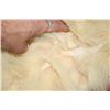 Image 10 : POLAR BEAR Hide or POLAR BEAR Rug