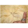 Image 11 : POLAR BEAR Hide or POLAR BEAR Rug