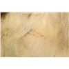 Image 12 : POLAR BEAR Hide or POLAR BEAR Rug