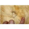 Image 13 : POLAR BEAR Hide or POLAR BEAR Rug
