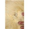 Image 14 : POLAR BEAR Hide or POLAR BEAR Rug