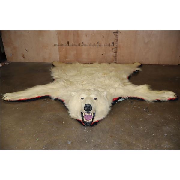 POLAR BEAR Hide or POLAR BEAR Rug
