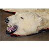 Image 3 : POLAR BEAR Hide or POLAR BEAR Rug
