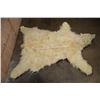 Image 5 : POLAR BEAR Hide or POLAR BEAR Rug