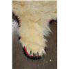 Image 7 : POLAR BEAR Hide or POLAR BEAR Rug