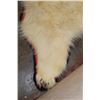 Image 8 : POLAR BEAR Hide or POLAR BEAR Rug