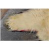 Image 9 : POLAR BEAR Hide or POLAR BEAR Rug