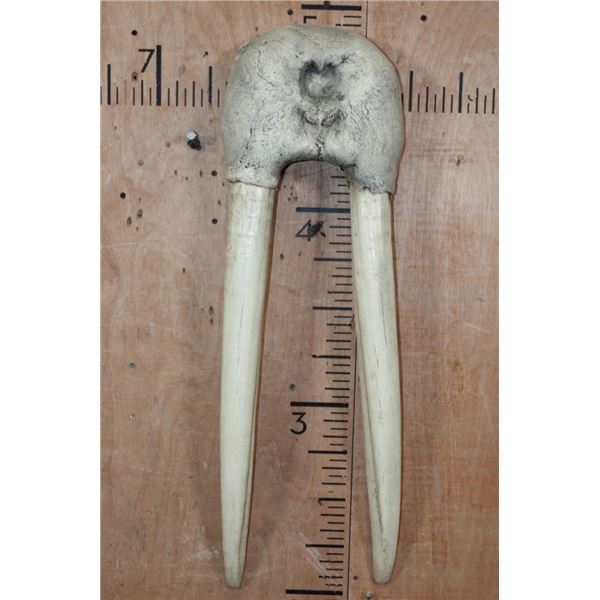 Reproduction WALRUS Skull Mask