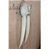 Image 2 : Reproduction WALRUS Skull Mask