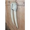 Image 3 : Reproduction WALRUS Skull Mask