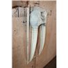 Image 4 : Reproduction WALRUS Skull Mask