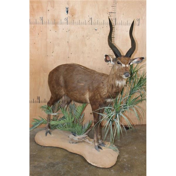 XL Life-sized East African SITATUNGA on a Decorative Base with Wheels