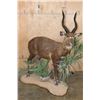 Image 1 : XL Life-sized East African SITATUNGA on a Decorative Base with Wheels