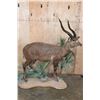 Image 2 : XL Life-sized East African SITATUNGA on a Decorative Base with Wheels