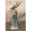 Image 3 : XL Life-sized East African SITATUNGA on a Decorative Base with Wheels