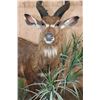 Image 4 : XL Life-sized East African SITATUNGA on a Decorative Base with Wheels