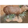 Image 5 : XL Life-sized East African SITATUNGA on a Decorative Base with Wheels