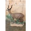 Image 6 : XL Life-sized East African SITATUNGA on a Decorative Base with Wheels