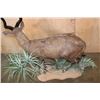 Image 7 : XL Life-sized East African SITATUNGA on a Decorative Base with Wheels