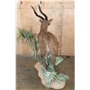 Image 8 : XL Life-sized East African SITATUNGA on a Decorative Base with Wheels
