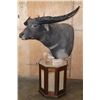 Image 3 : XXL WATER BUFFALO Pedestal Mount