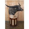 Image 4 : XXL WATER BUFFALO Pedestal Mount