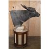 Image 5 : XXL WATER BUFFALO Pedestal Mount