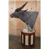 Image 7 : XXL WATER BUFFALO Pedestal Mount