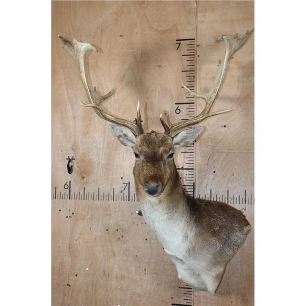 XL 19-Point FALLOW Wall Pedestal Mount