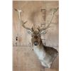 Image 1 : XL 19-Point FALLOW Wall Pedestal Mount