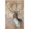 Image 2 : XL 19-Point FALLOW Wall Pedestal Mount
