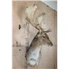 Image 3 : XL 19-Point FALLOW Wall Pedestal Mount