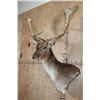 Image 4 : XL 19-Point FALLOW Wall Pedestal Mount