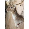 Image 5 : XL 19-Point FALLOW Wall Pedestal Mount