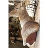 Image 6 : XL 19-Point FALLOW Wall Pedestal Mount