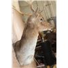 Image 7 : XL 19-Point FALLOW Wall Pedestal Mount