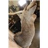 Image 8 : XL 19-Point FALLOW Wall Pedestal Mount