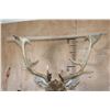 Image 9 : XL 19-Point FALLOW Wall Pedestal Mount