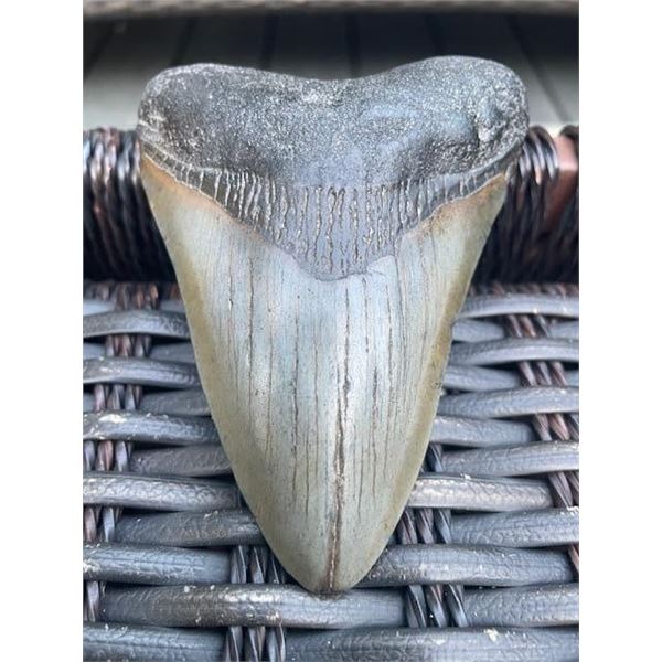 Large MEGALODON Shark Tooth Fossil Specimen