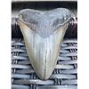 Image 1 : Large MEGALODON Shark Tooth Fossil Specimen